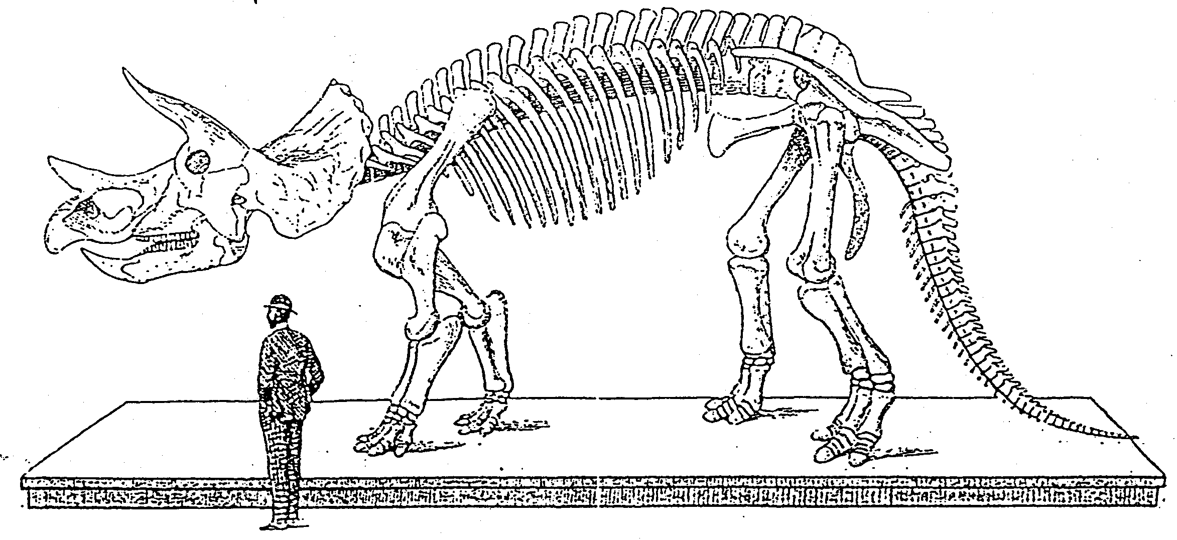 Malvorlage Dinoskelett | Coloring and Malvorlagan